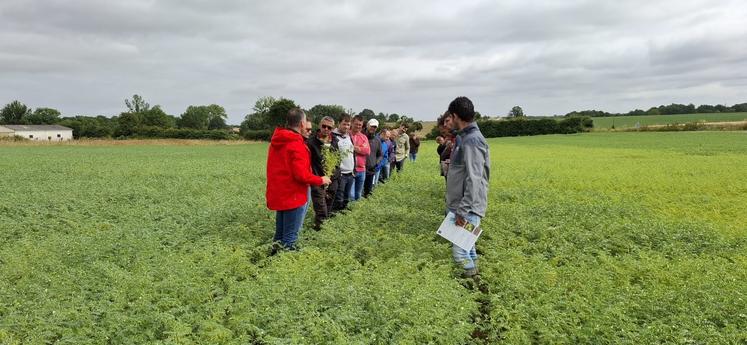 Une journée technique autour de la filière pois chiche a été organisée par le groupe Isidore en juillet dernier.