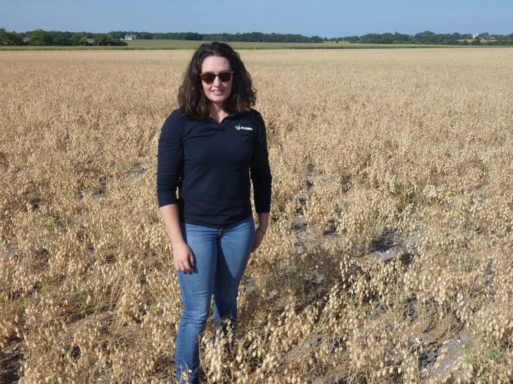 Dans la région, "le pois chiche se plaît, les sols s'y prêtent et le climat aussi", explique Gabrielle Galipaud-Gloaguen.