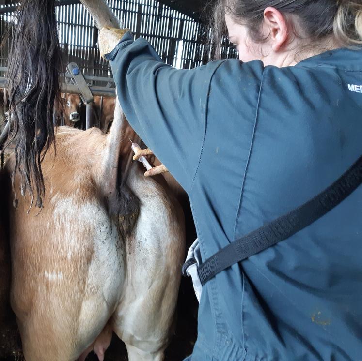 Le maillage vétérinaire du territoire est essentiel pour garantir une bonne prophylaxie dans les élevages.