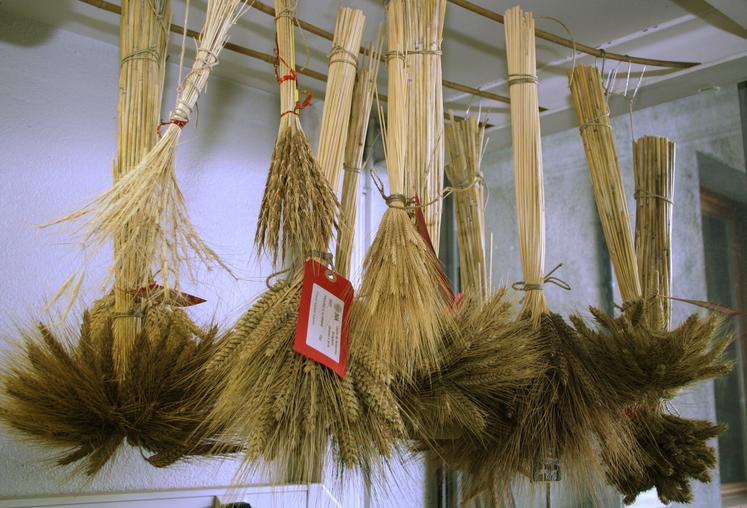 Les variétés anciennes et les plantes parentes du blé, comme l'égilope, sont scrutées comme sources potentielles de gènes intéressants.