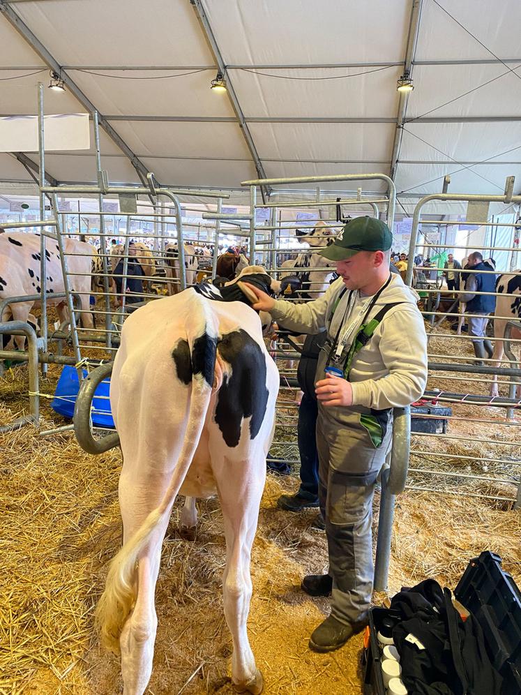 William Groizeleau avec sa vache Ulve, à quelques minutes du concours.