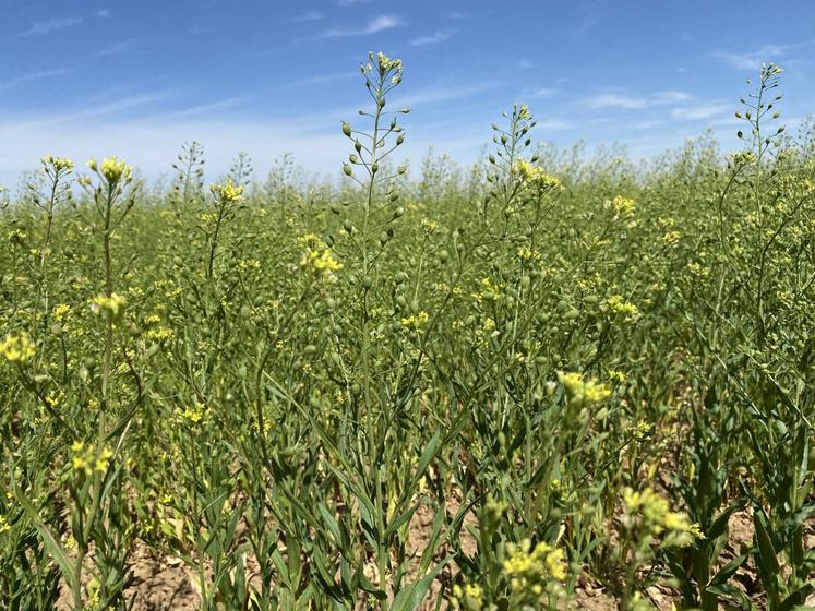 Résistante aux maladies, la cameline ne demande pas non plus de passage d'insecticide.