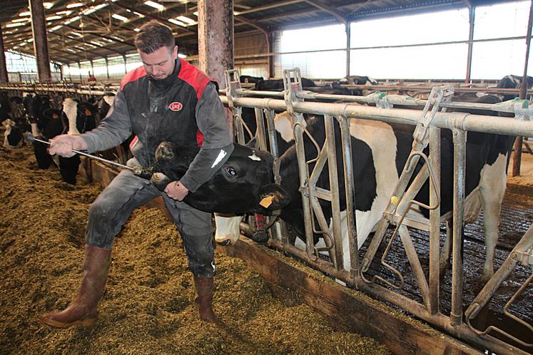 Metrabol est destiné à faciliter le processus de retour à l'état fonctionnel de l'appareil reproducteur de la vache.