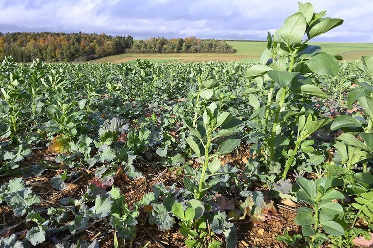 Les couverts de légumineuses gélives contribuent à réduire le nombre de larves d'insectes d'automne.