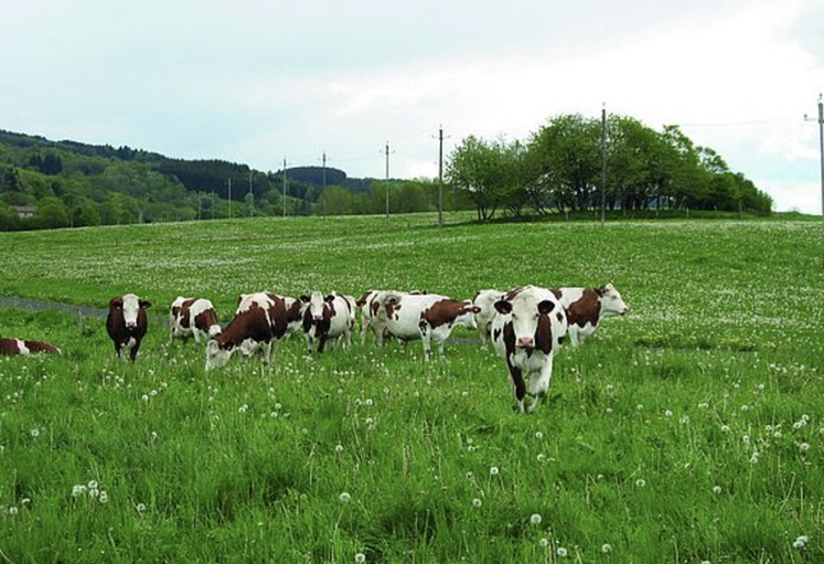 Plus le troupeau laitier est grand, plus la durée de vie baisse.