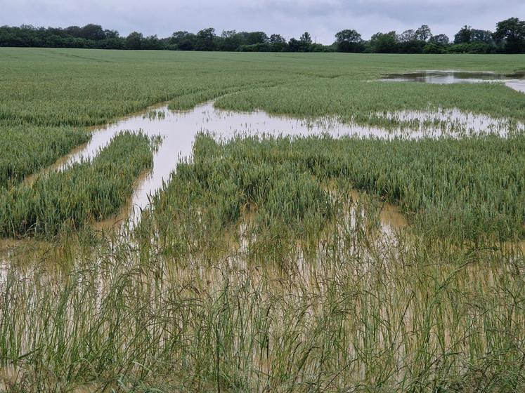 Les pluies de 2024 (ici en mai 2024 dans le sud Vienne) ont détruit une partie des semis de la Vienne et diminué de façon importante les récoltes.