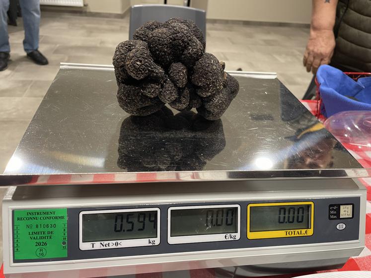 Avant les fêtes, le kilo de truffes pouvait se vendre jusqu'à 1 200 euros.