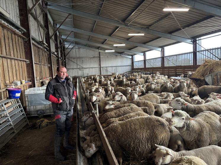 Nicolas Mauguit surveille ses ovins et bovins.