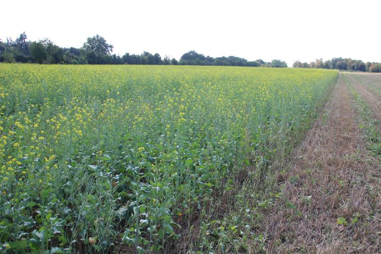 Adoptaé vise à démultiplier l'utilisation des couverts.