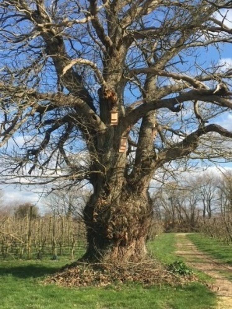 Voici Hector, ce magnifique arbre centenaire est un abri naturel de choix pour les chauves-souris. En complément, des nichoirs ont été ajoutés autour du tronc.