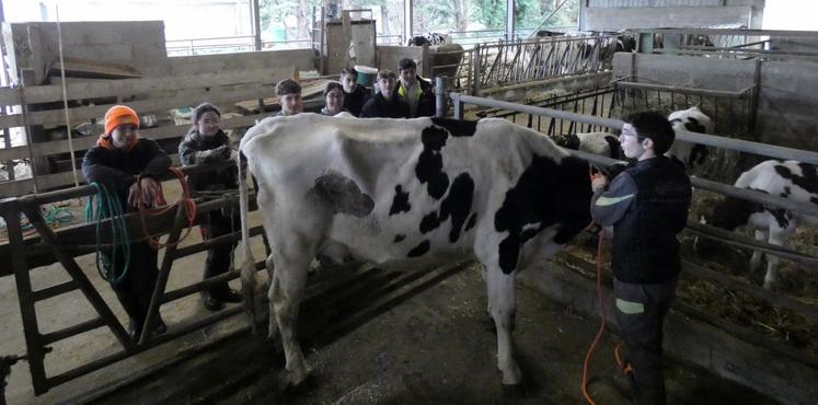 Les apprenants de l'Agrocampus se préparent aux épreuves du TIEA, ici avec Tapper Light, l'une des vaches entraînées en vue du Salon de l'agriculture.