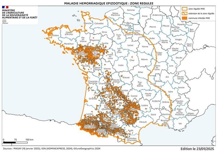 La MHE, maladie hémorragique épizootique au 23 janvier.
