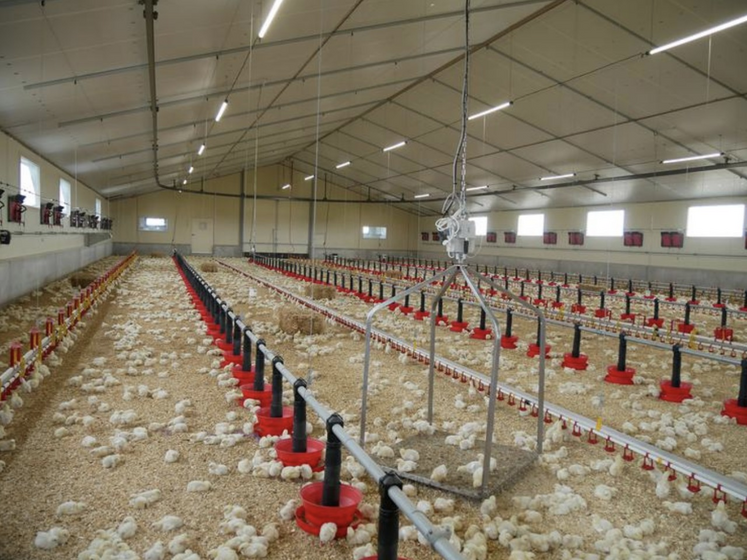 La demande en poulet a augmenté de 10 % sur les neuf premiers mois de 2024 par rapport à la même période en 2023.