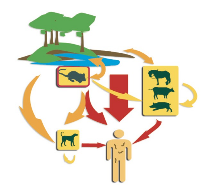 Leptospirose, les origines de la contamination.