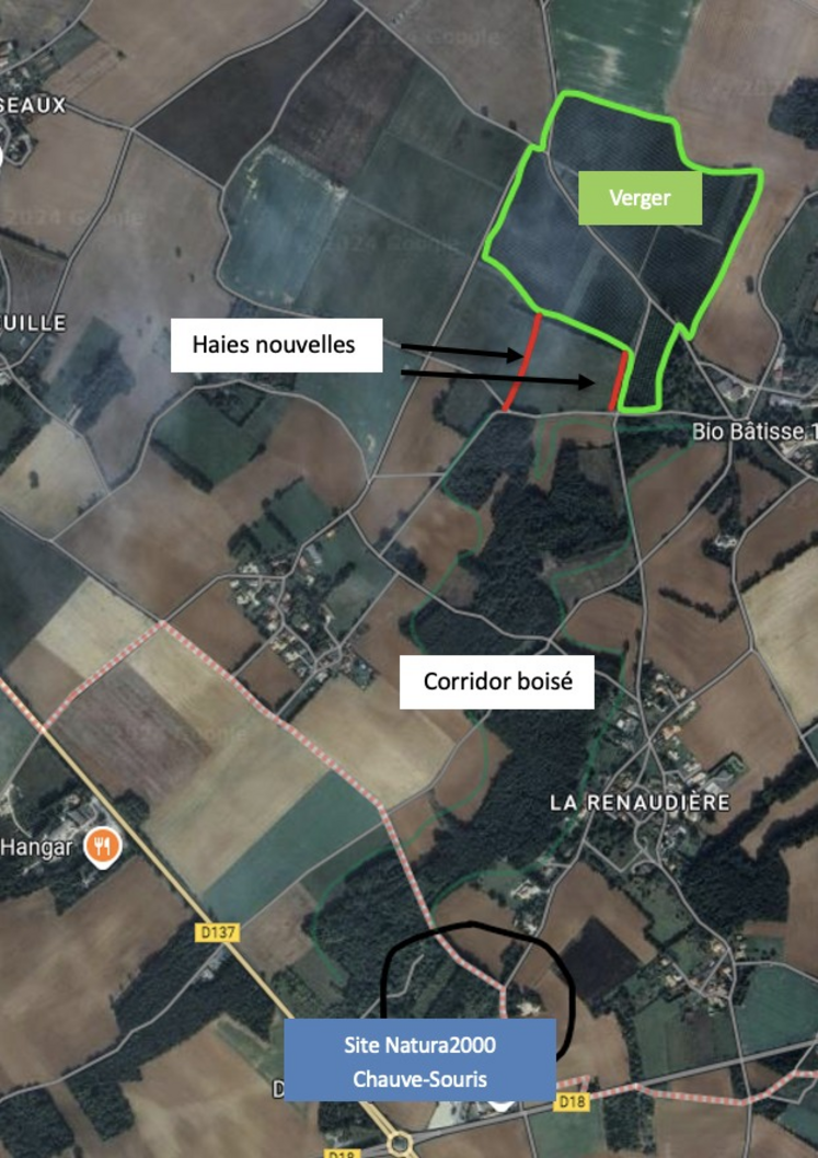 Un corridor existe désormais pour les chauves-souris.