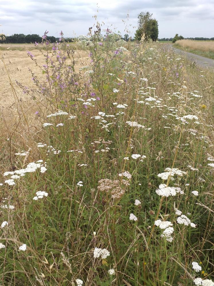 Ces bandes riches d'une végétation diversifiée servent de refuge à la faune sauvage.