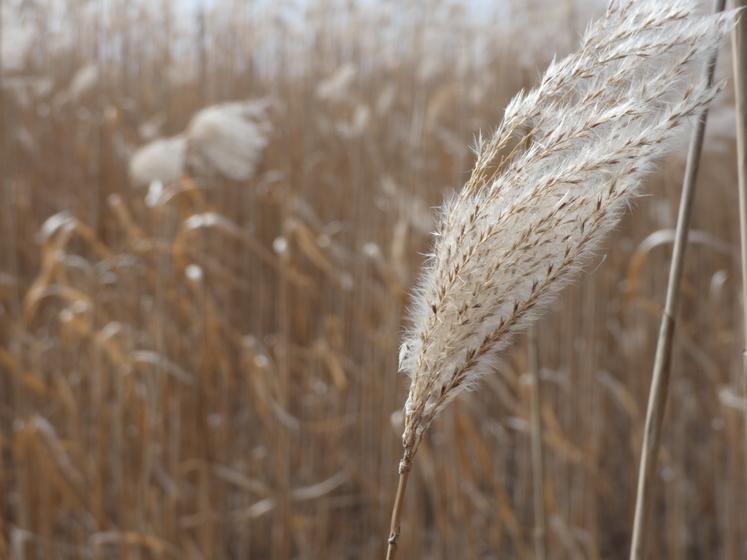 Après implantation, le miscanthus peut être récolté au bout de deux ans et offre normalement au moins une vingtaine d'années de production.