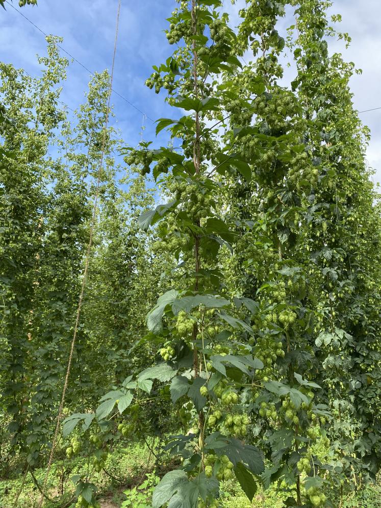 Les lianes de houblon atteignent plusieurs mètres de hauteur.