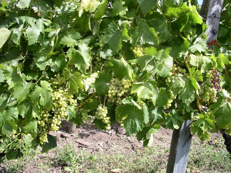 Vignes charentaises.