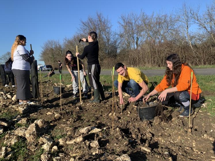 Les jeunes ont mis en terre 300 plants lundi dernier à Saujon.