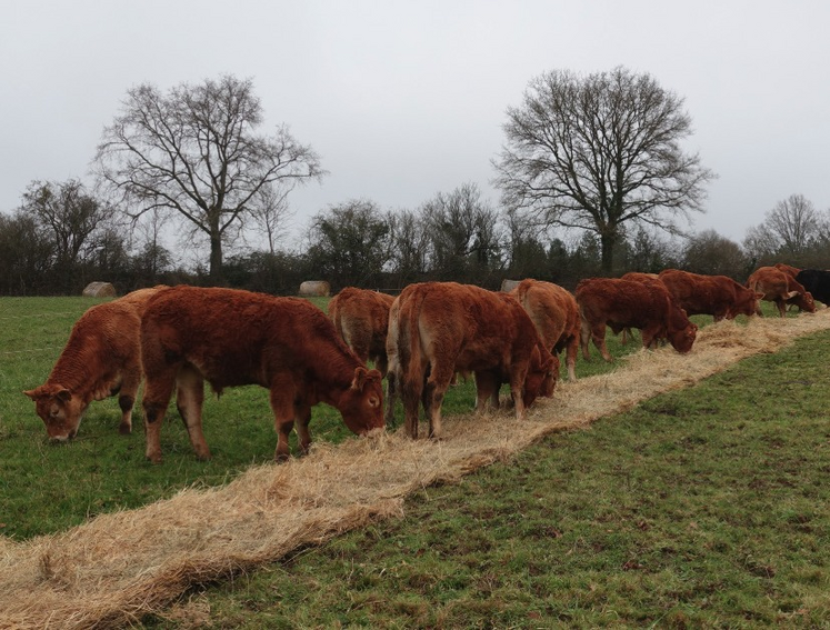 Le bale grazing consiste à affourager les animaux directement au champ l'hiver.