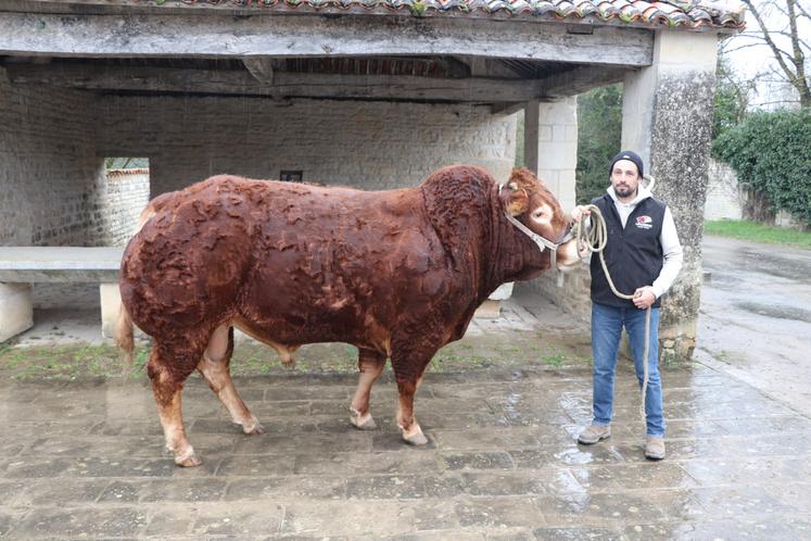 Rocco EP, veau limousin, sera au SIA au CGA Qualités Bouchères mâles adultes (concours spécial inédit et exceptionnel)