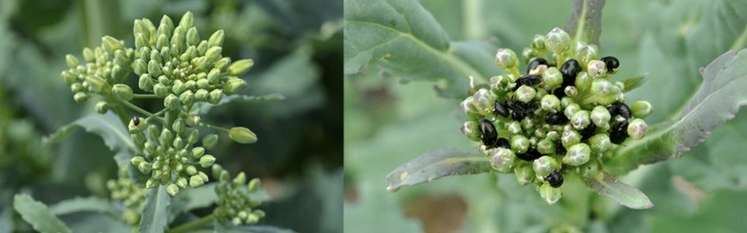 De faible à forte infestation en méligèthes