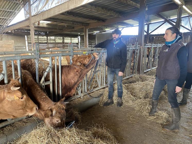 Bien préparer son cornadis et l'attache du licol évite d'avoir des animaux stressés qui, dans un mouvement de panique, pourrait blesser l'éleveur.