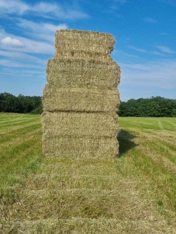 Manque d'azote ou d'énergie, déséquilibre, manque d'apport vitaminique et minéral sont fréquents lors de rations trop frugales, basées sur les seuls fourrages s'ils ne sont pas de haute qualité.