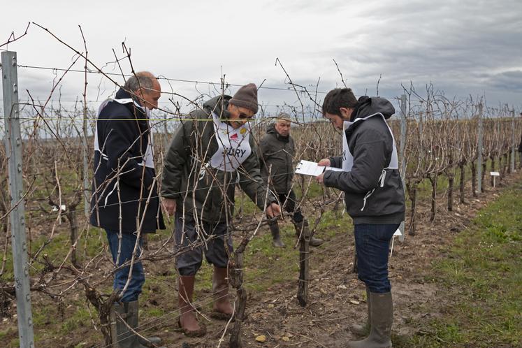 Concours de taille des Jeunes Agriculteurs de Haute Saintonge - 9 mars 2024 à St-Germain-de-Lusignan.