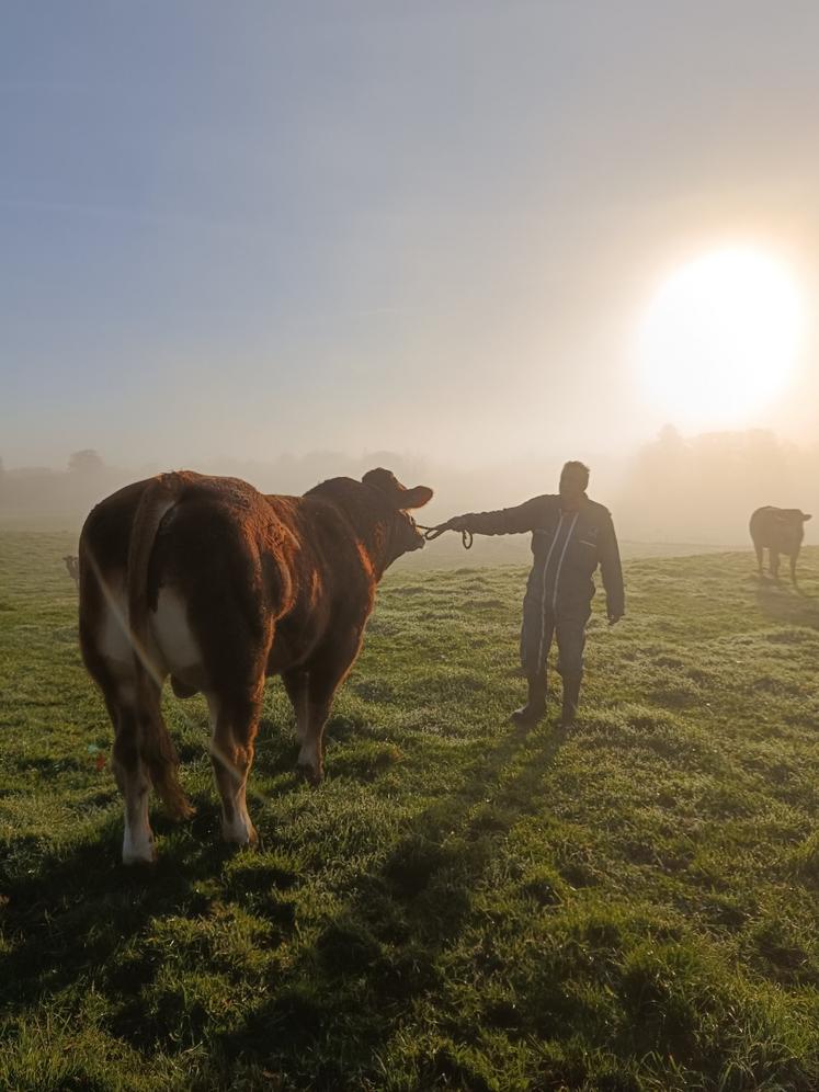 limousine concours photo eliance eleveur brouillard