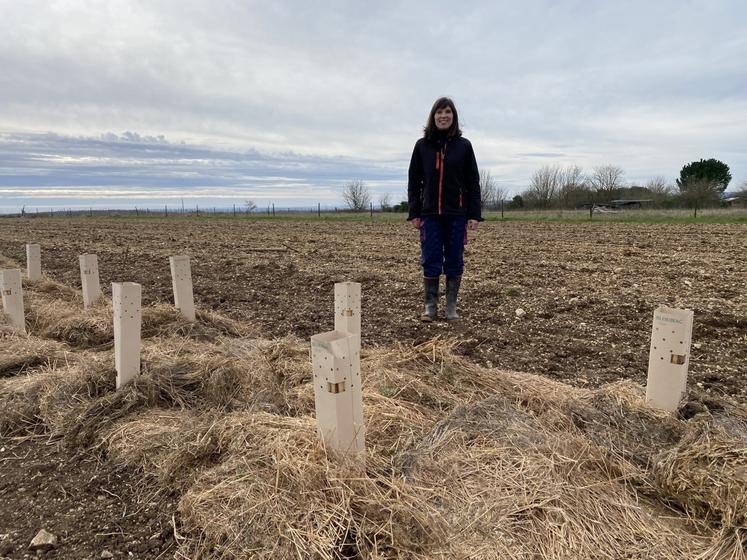 Cécile Marchandier-Devige, viticultrice à Foussignac, a planté des haies sur deux parcelles.