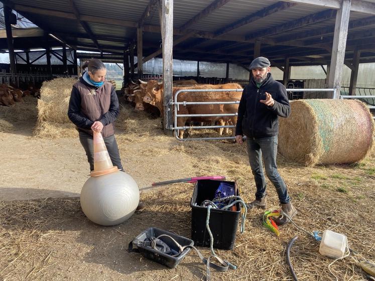 Habituer son troupeau à des événements et des objets inhabituels permet de limiter le stress de l'animal lors des soins ou de la sortie en pâturage.