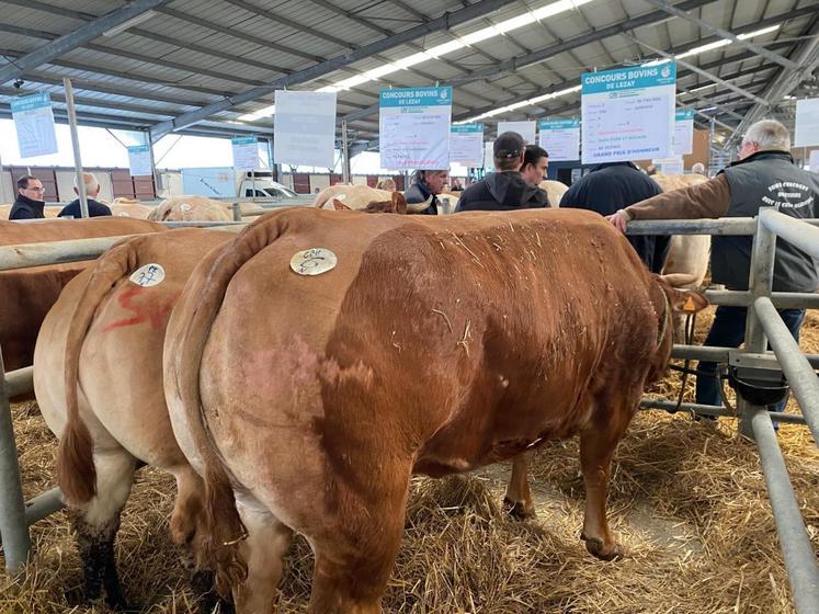 81 animaux ont participé au concours lors de l'édition 2024,
qui mettait la Charolaise à l'honneur.