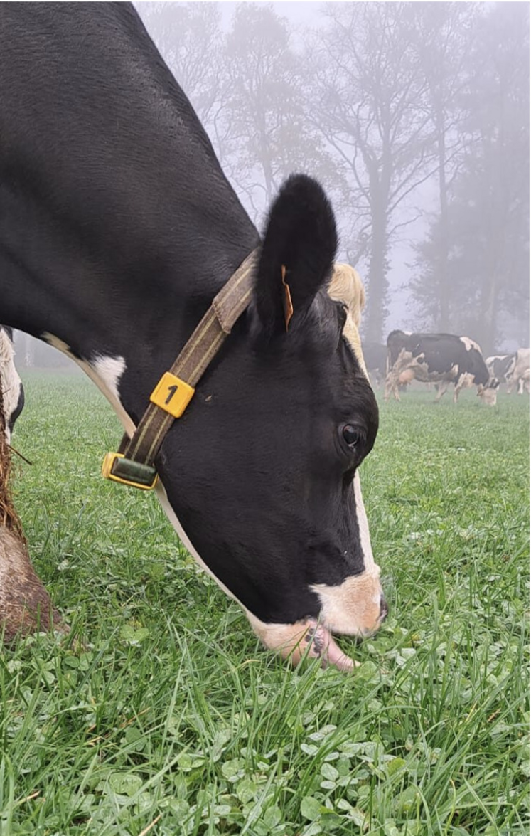 Le mélange suisse coûte plus cher mais il est censé tenir dans le temps.