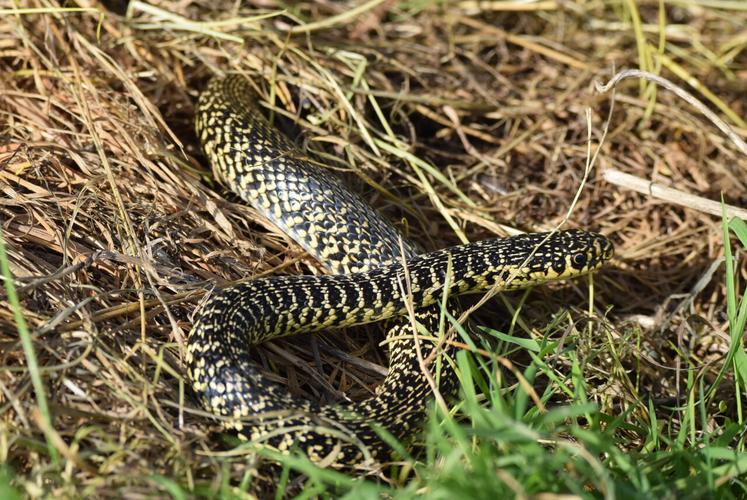 Cette couleuvre verte et jaune n'est pas venimeuse.
