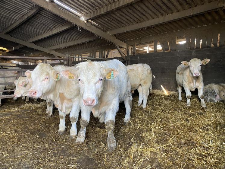Les JB du Gaec sont engraissés avec une ration à base de 60 % d'ensilage de maïs et 40 % d'ensilage d'herbe, récolté tôt pour conserver les valeurs alimentaires.