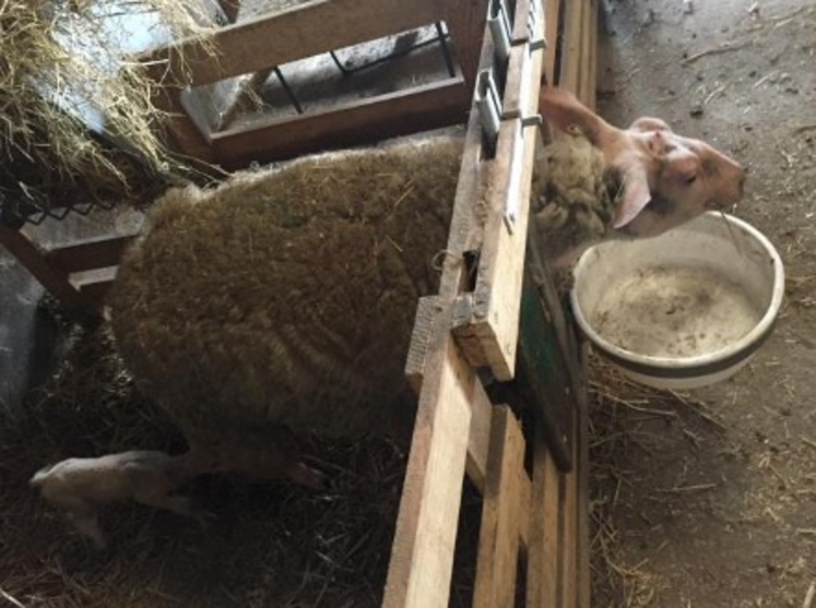 Un système pour les veaux réadapté à la taille des brebis.