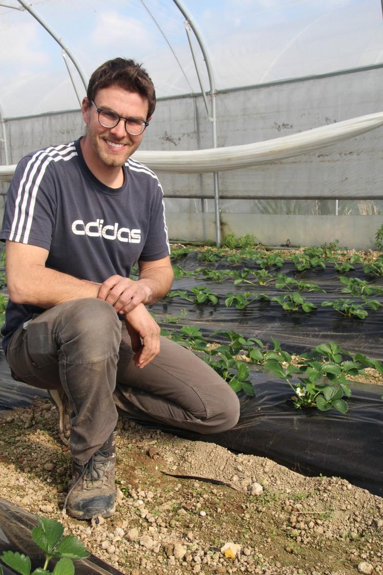 Les premières fleurs des fraises apparaissent tout juste. Les fruits sont prévus pour Pâques.