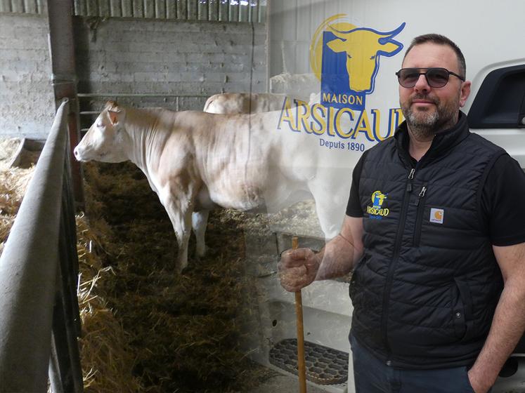 Parmi les animaux préparés par Pascal Arsicaud et son équipe, Ryta, une vache blonde d'Aquitaine.