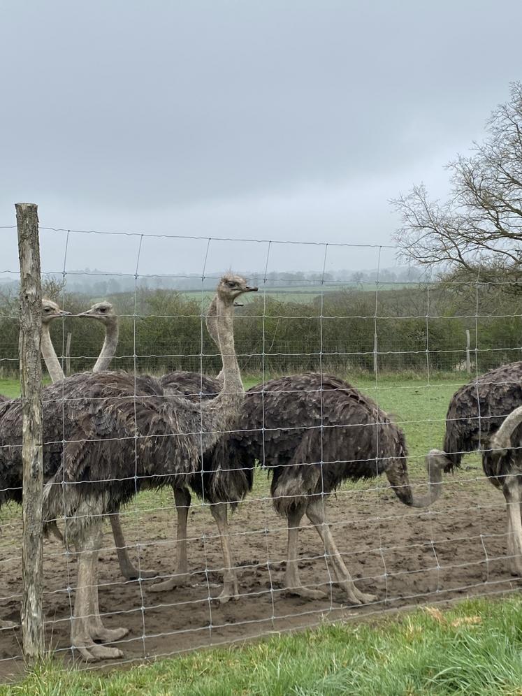 Profiter des paysages de Gâtine... et d'animaux exotiques !
