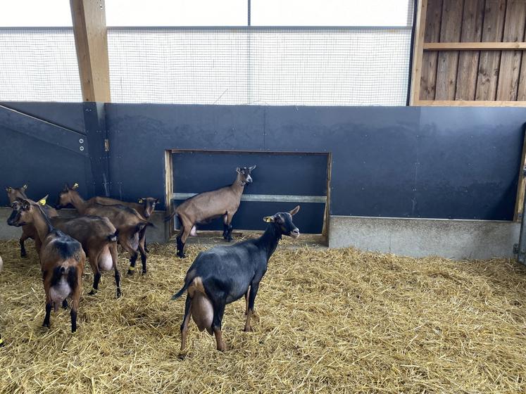 Porte de sortie extérieure du bâtiment caprin.