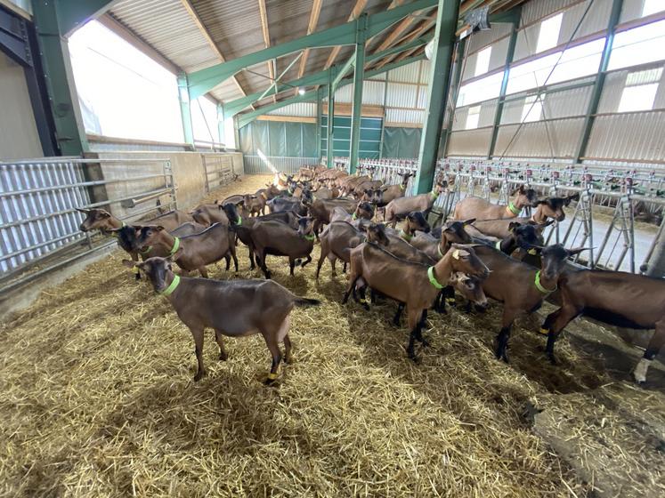 Sur les 330 Alpines, 100 ont été sélectionnées pour l'IA, 60 pour la monte naturelle et le reste en lactations longues.