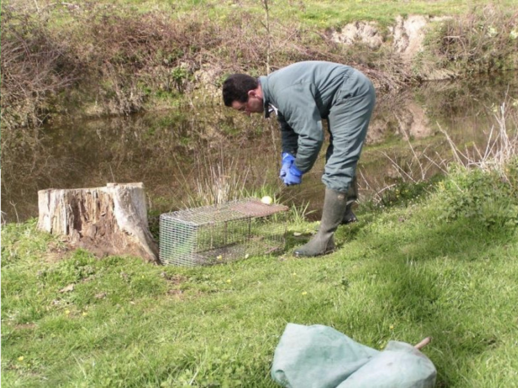 9 749 rongeurs aquatiques ont été prélevés par piégeage sur les 11 408 captures enregistrées en Deux-Sèvres.