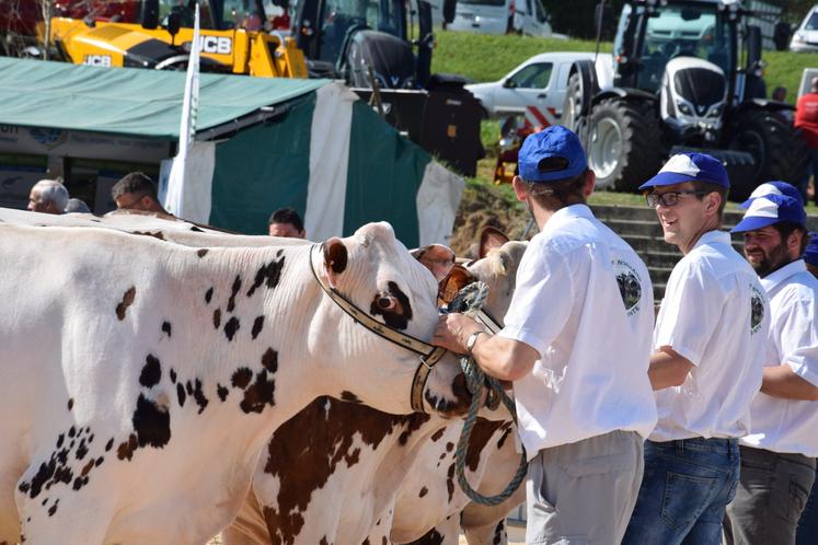 Les vaches laitières ou mixte ont le vent en poupe, notamment la race normande