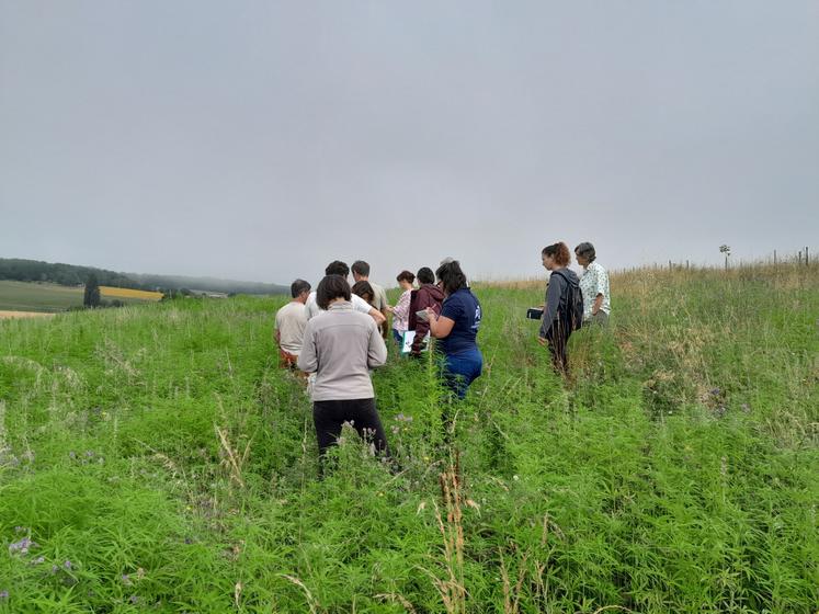 En 2024, ce sont 5 hectares de chanvre qui ont été semés en Charente.