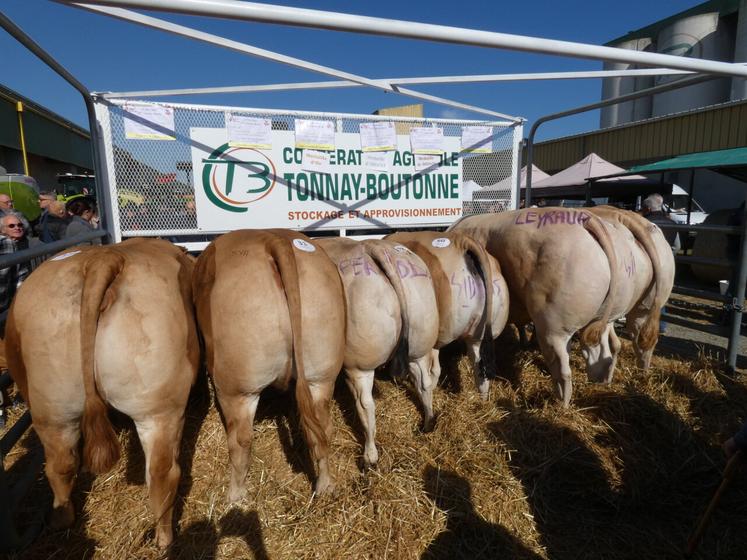 Les grands prix de championnat et le super grand prix distingués lors de cette 24ème édition du concours bovins de Tonnay-Boutonne.