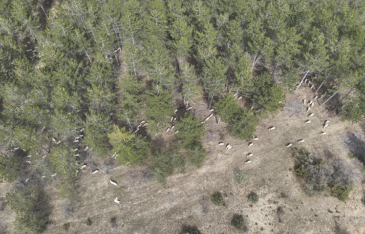Vue d'un troupeau de brebis en zone de parcours à 60 m d'altitude.