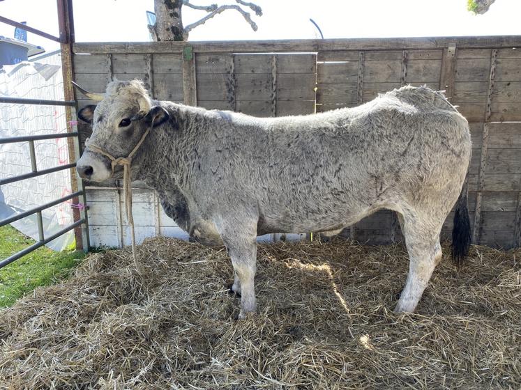 Le poids de cette génisse Gasconne, de l'élevage de François Agneray, à Clavé, était laissé à l'estimation des visiteurs de la foire. Il fallait trouver 782 kg.