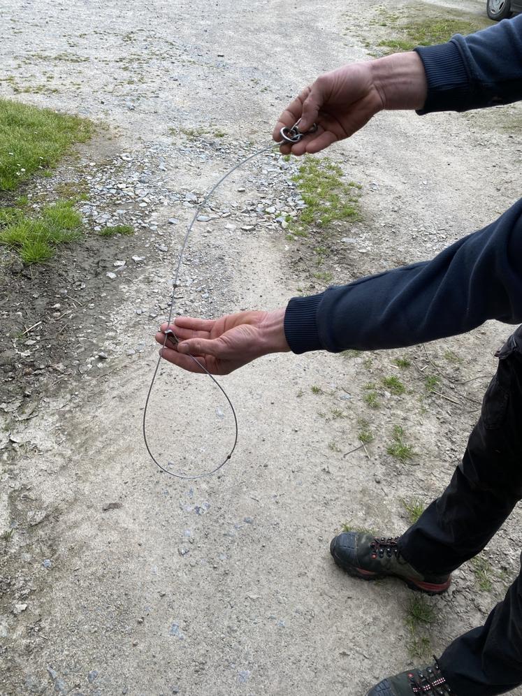 Quand le renard pose sa patte dans le collet, il se resserre et le bloque.